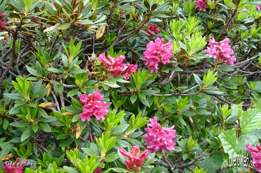 06 Rododendri in fiore.jpg